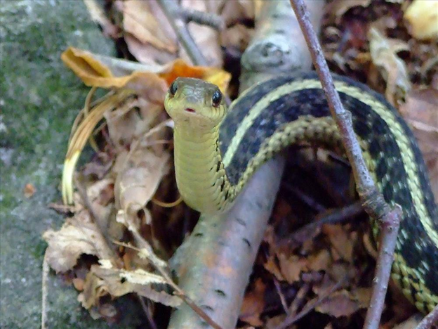 common water snake