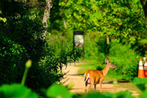 Deer in the park