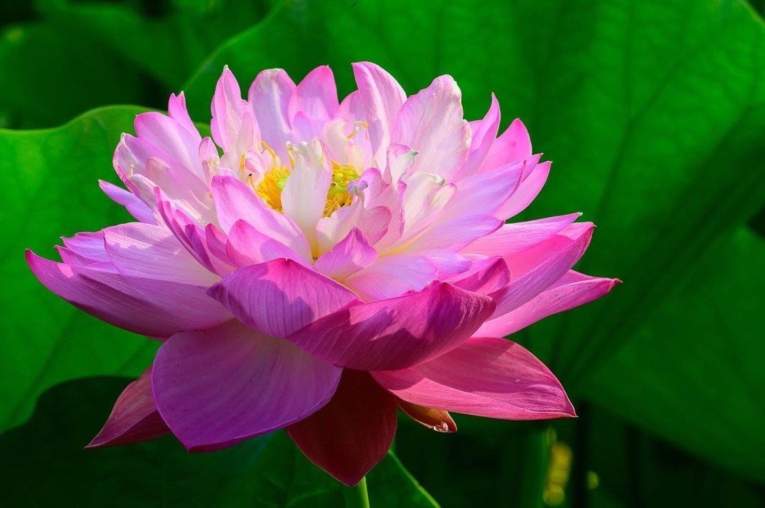 Lotus leaf inspires scientists to create world's first self