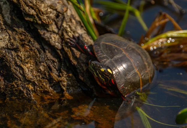 eastern painted turtle