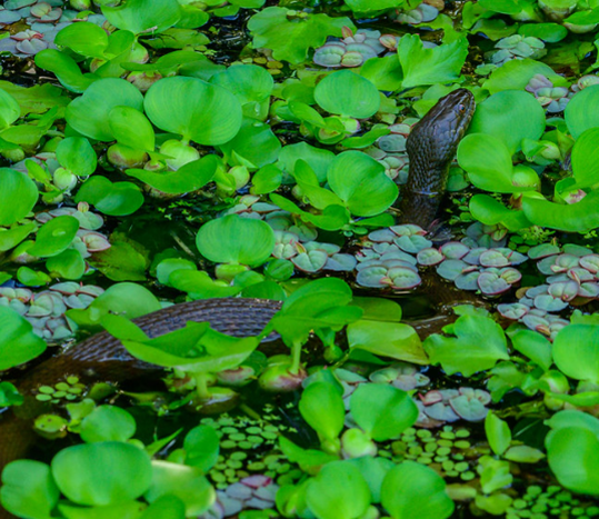 eastern rat snake