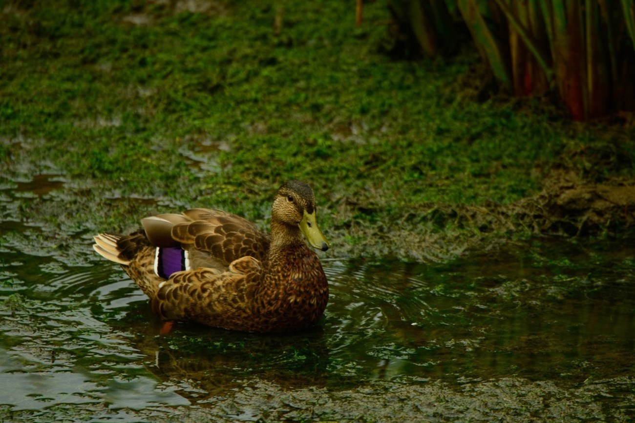 female mallard