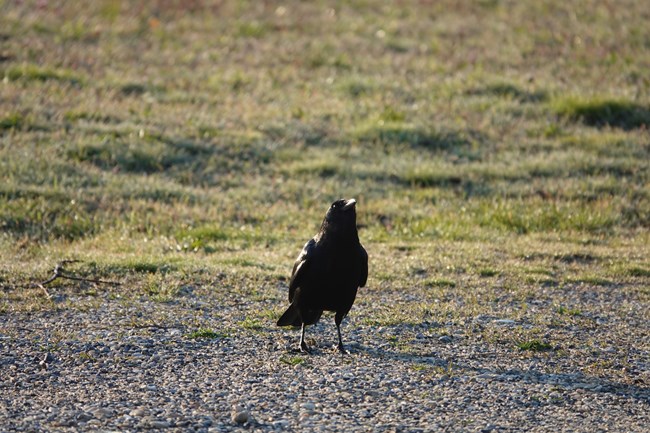 fish crow