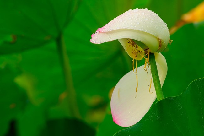 A pink and white flower is wilting in the rain.