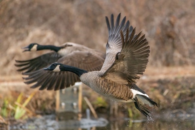 Flying Geese