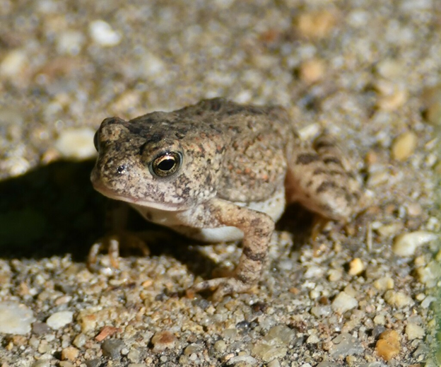 fowlers toad