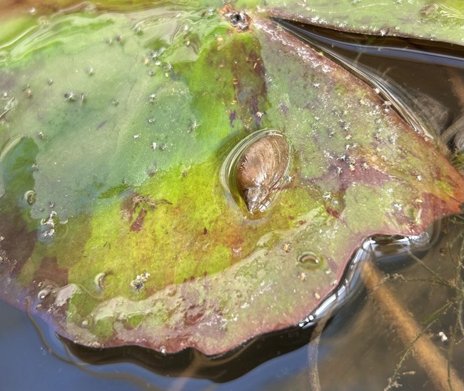 fresh water snail