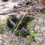 frog frog
