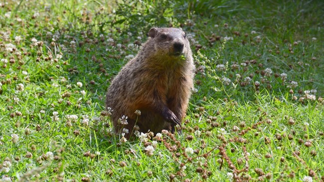 groundhog