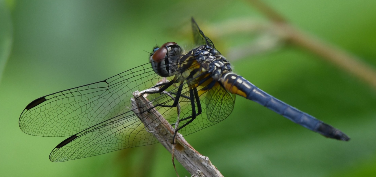 Blue Dragonfly