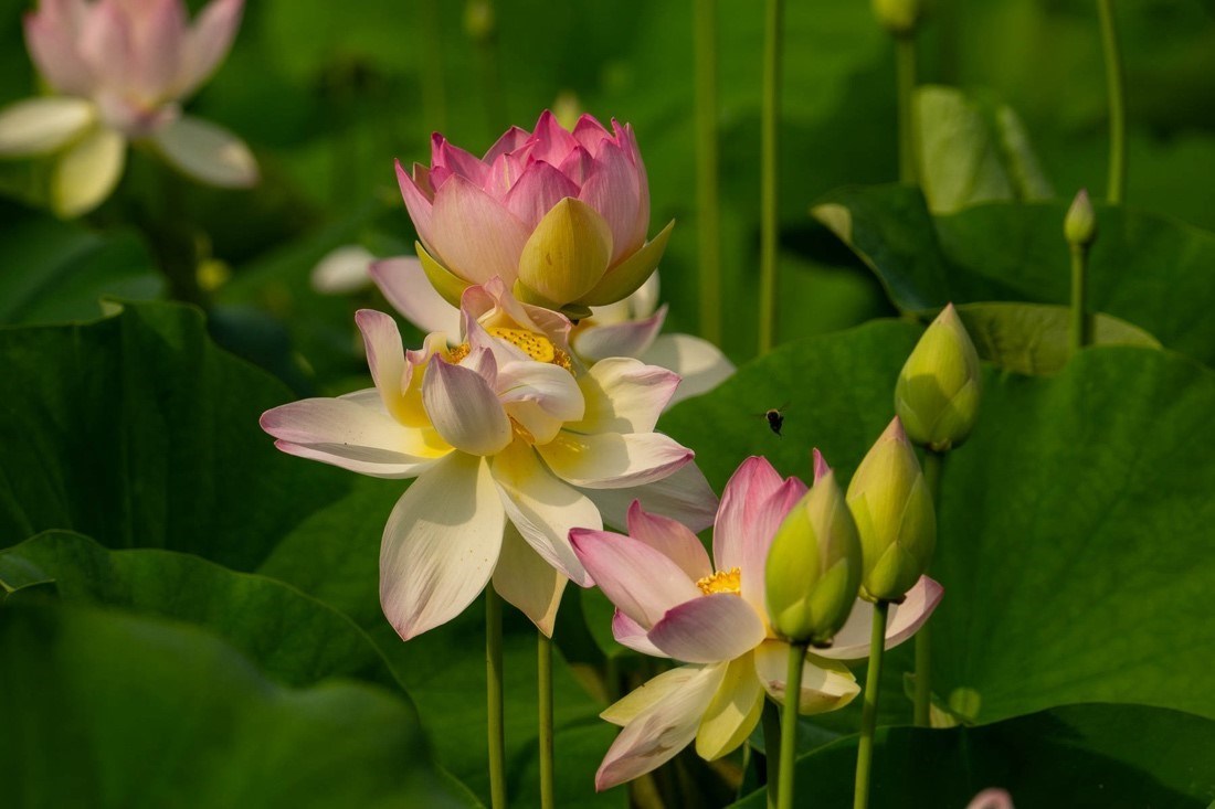 lotus