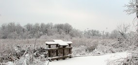 northern wild rice and boardwalk in winter northern wild rice and boardwalk in winter