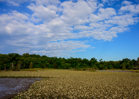 A vast waterway is shown with plants growing in the water