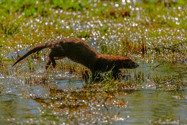 mink