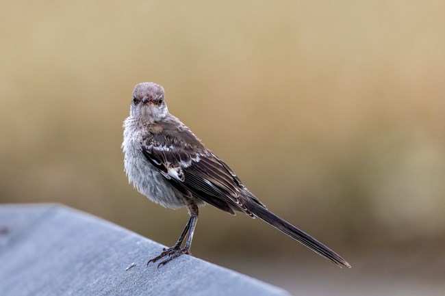 Nothern Mockingbird on a landing