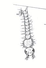 mosquito larvae