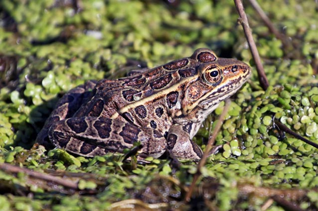 northern leopard frog