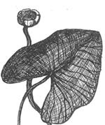 sketch of nuphar