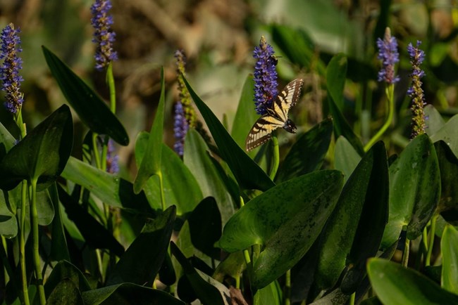 pickerel weed