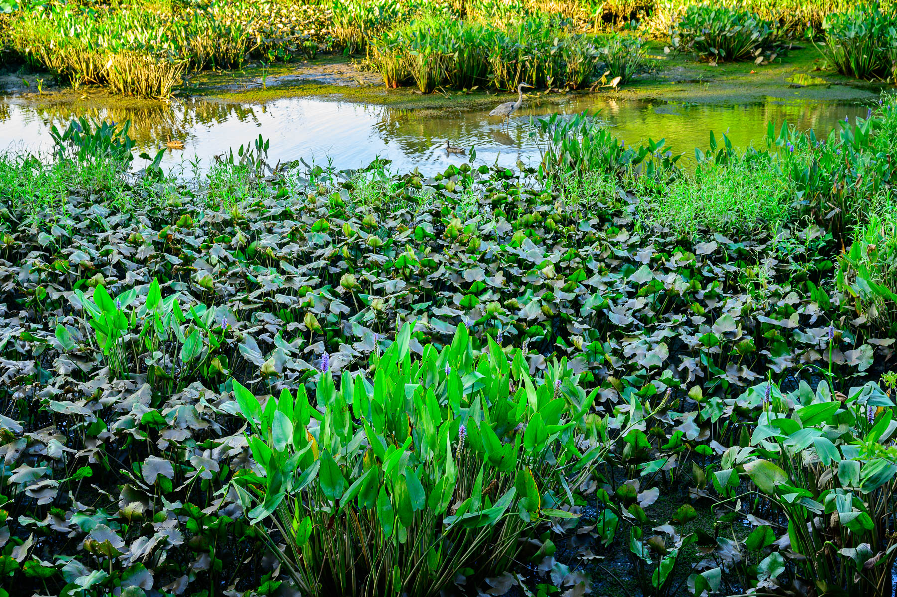 plants at Kenilworth Aquatic Gardens