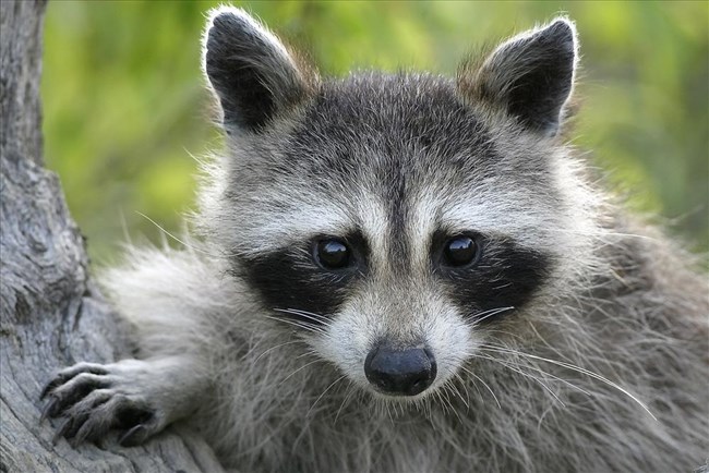 racoon nps