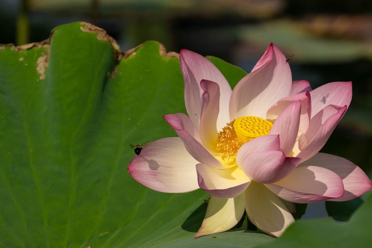 sacred lotus