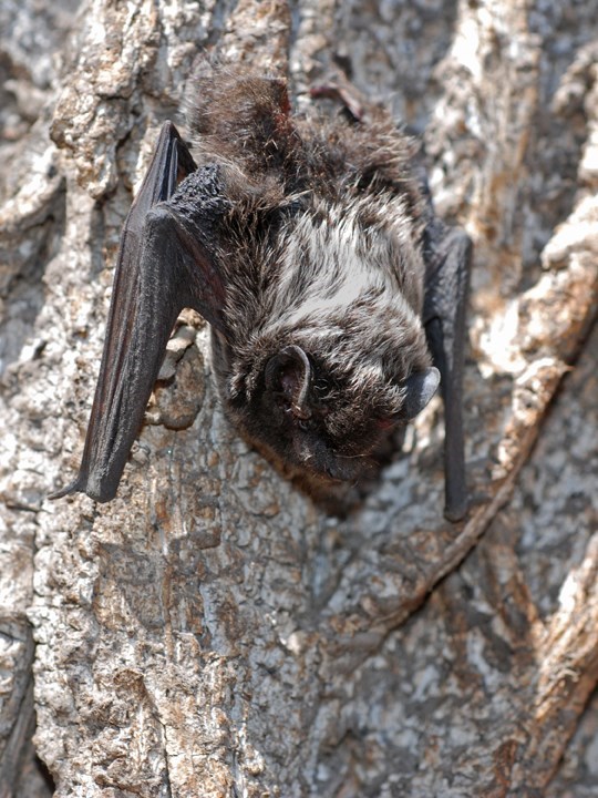 silver-haired-bat