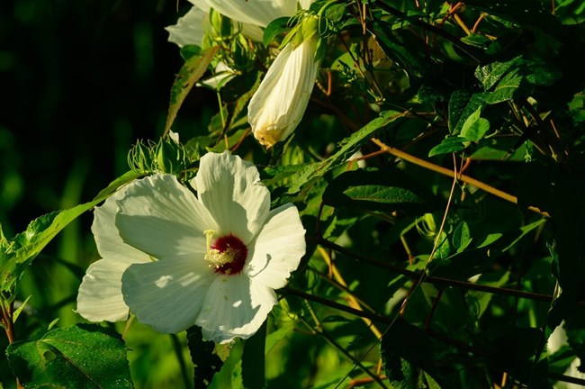 swamp rose mallow