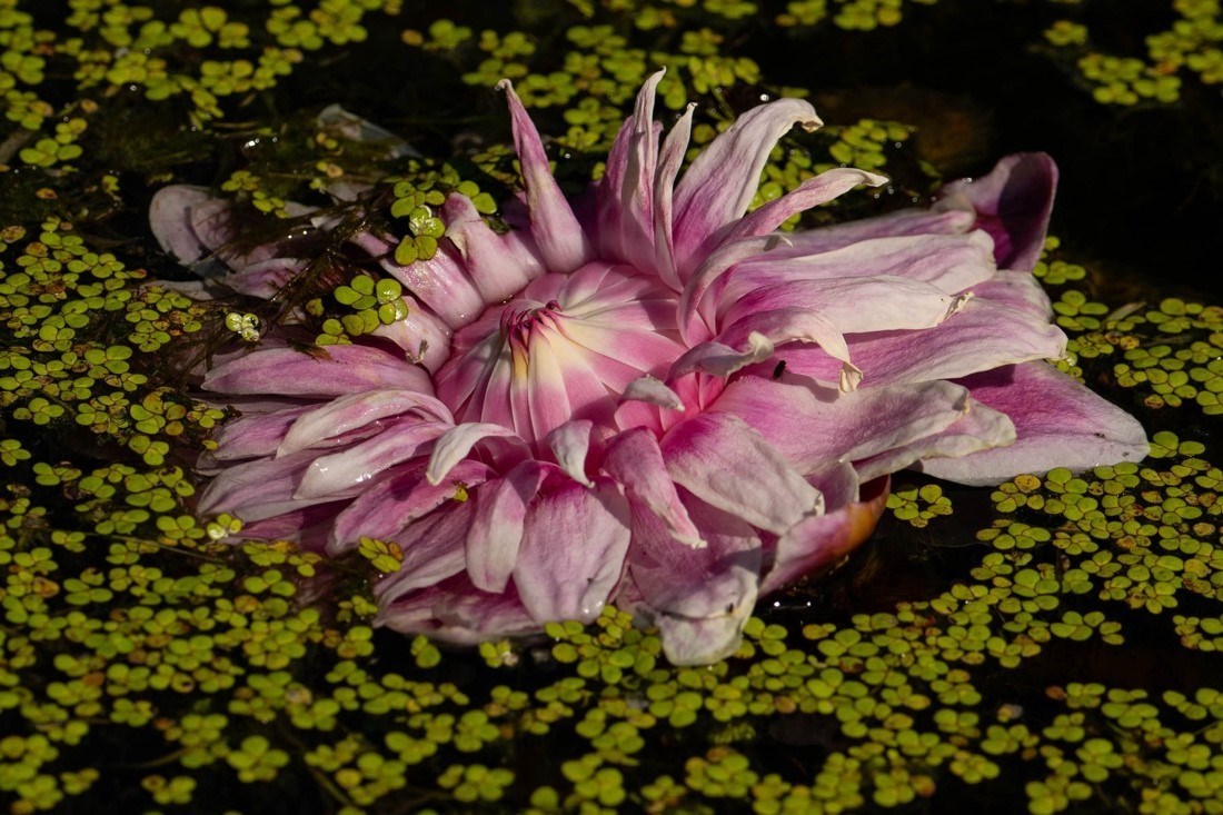 victoria water lily flower