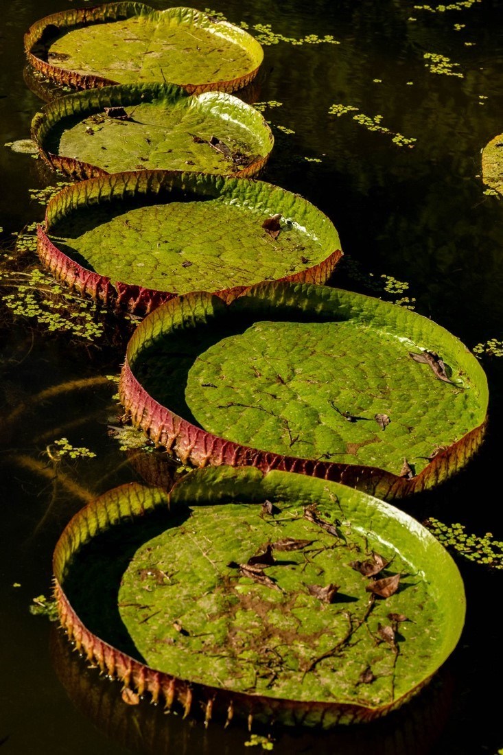 victorian water lily pads