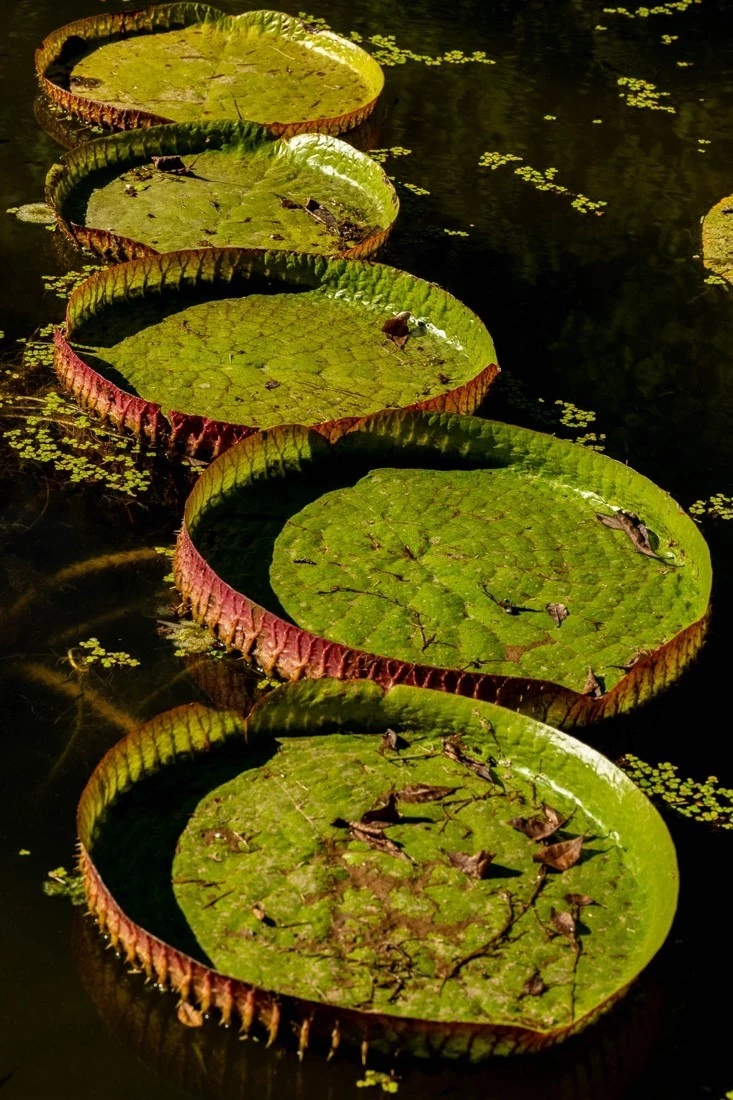 victorian water lily pads victorian water lily pads