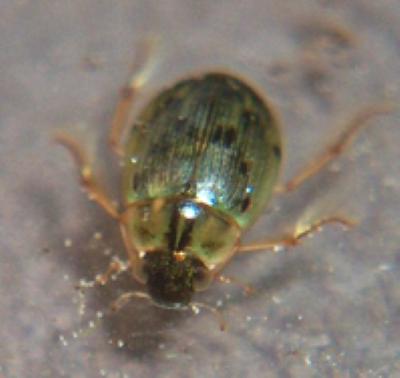 Water Beetles