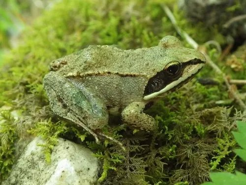 wood frog