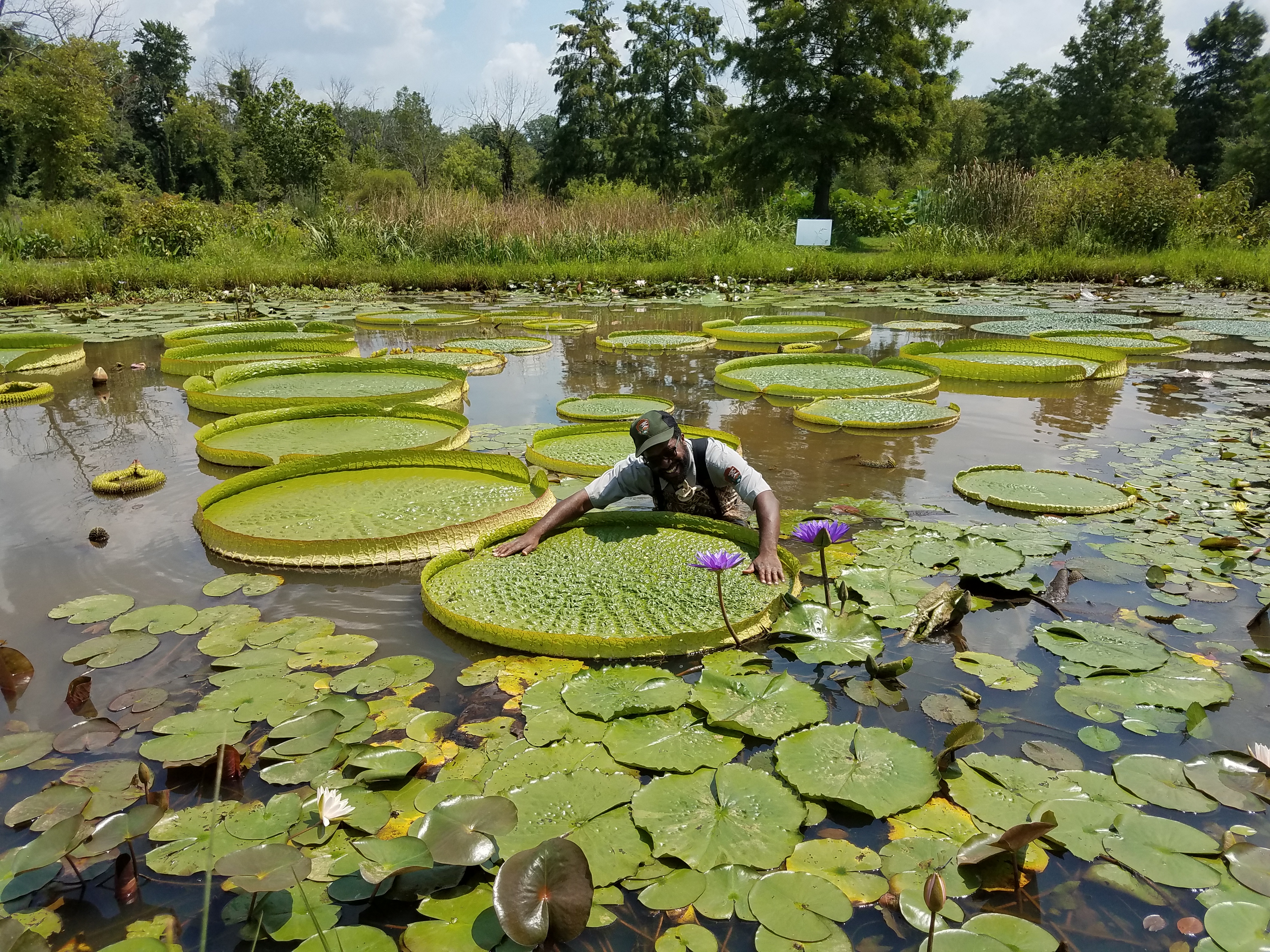 Park Ranger with giant amazonian lily pads