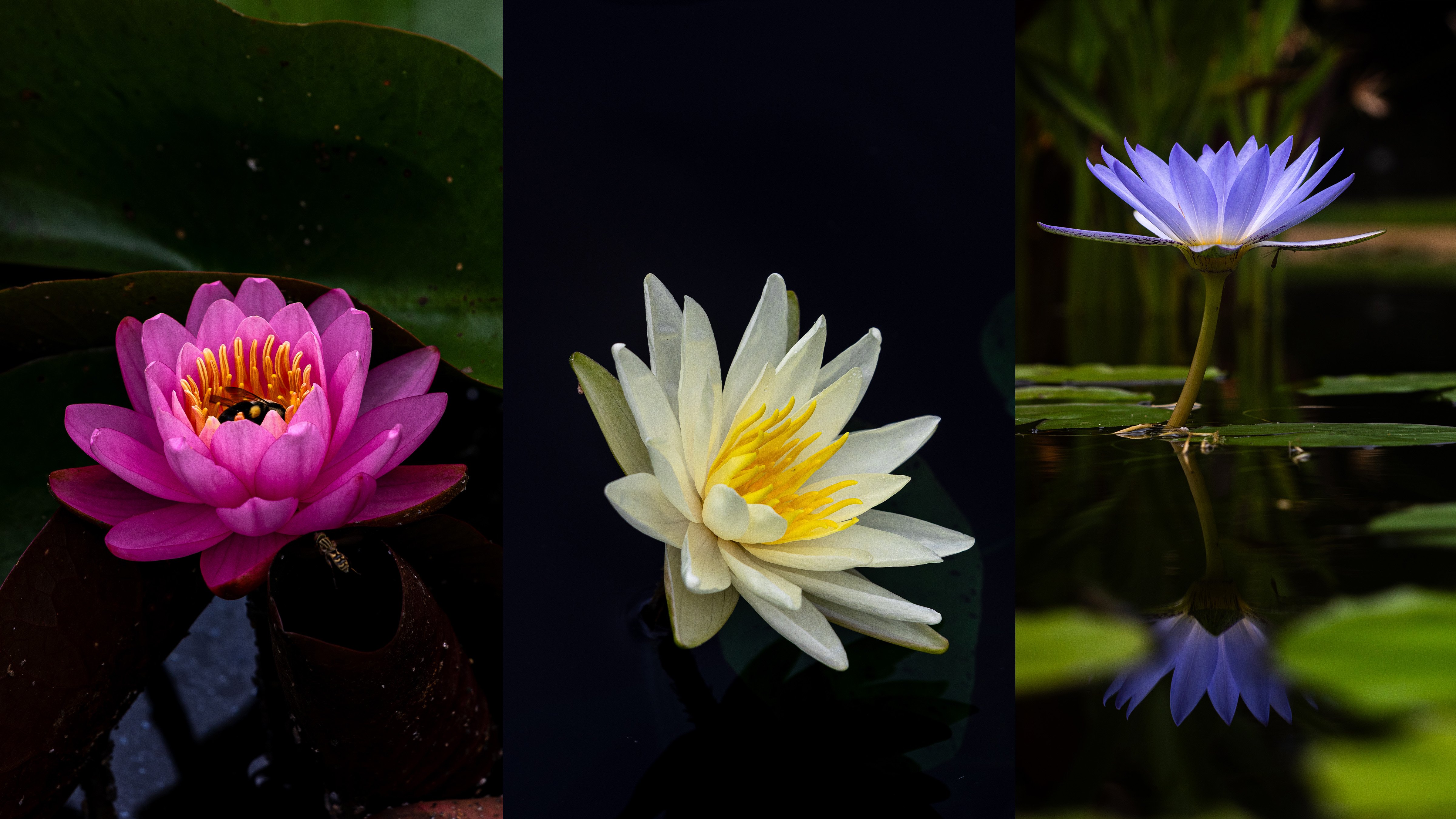 Red, white and blue lotus in water
