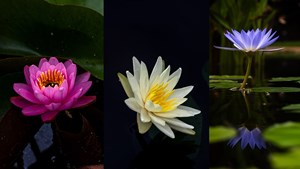 Red, white and blue lotuses in water
