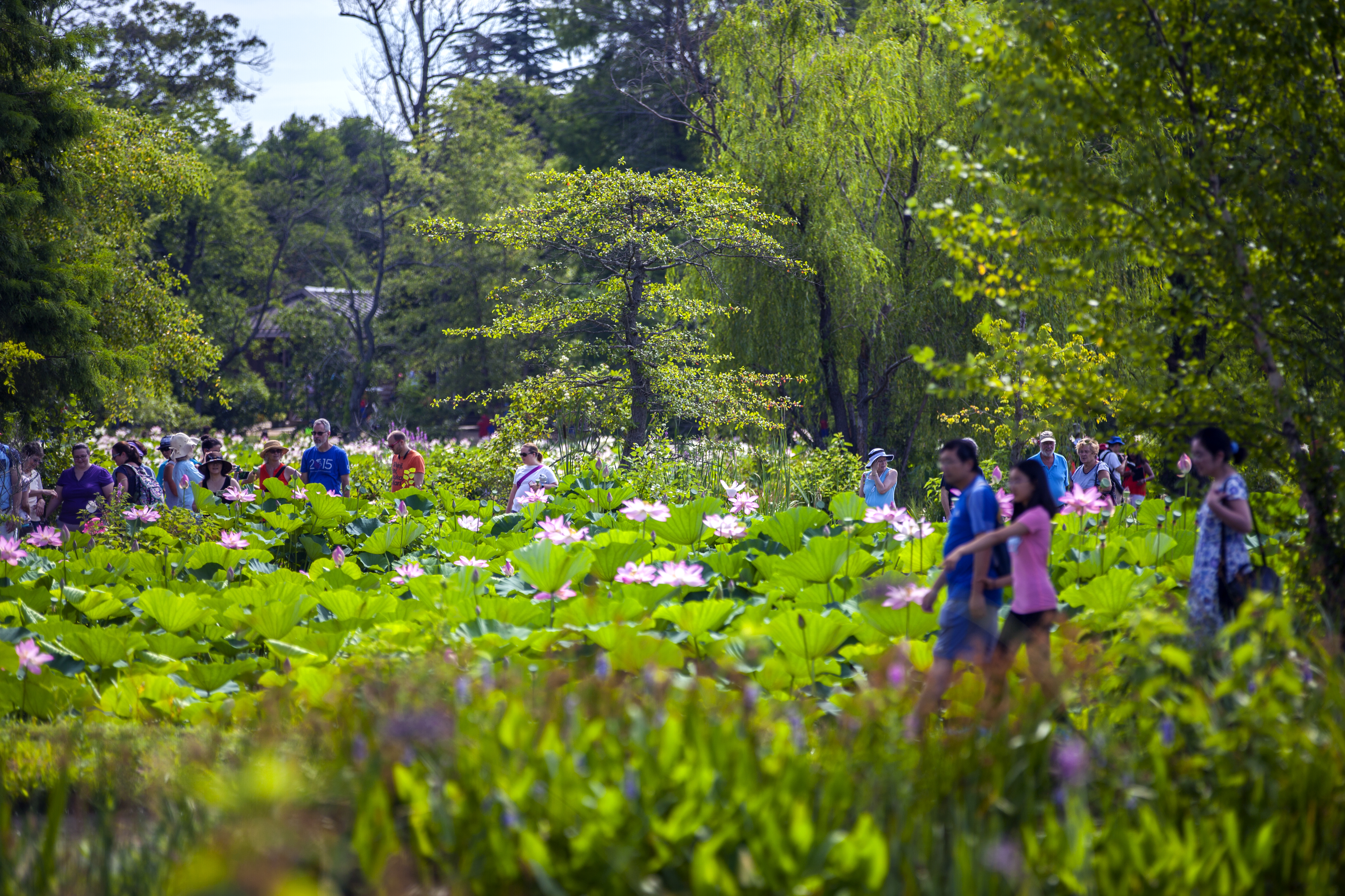 Visitors enjoying the gardens at Kenilworth Aquatic Gardens Visitors walking through the gardens at Kenilworth Aquatic Gardens