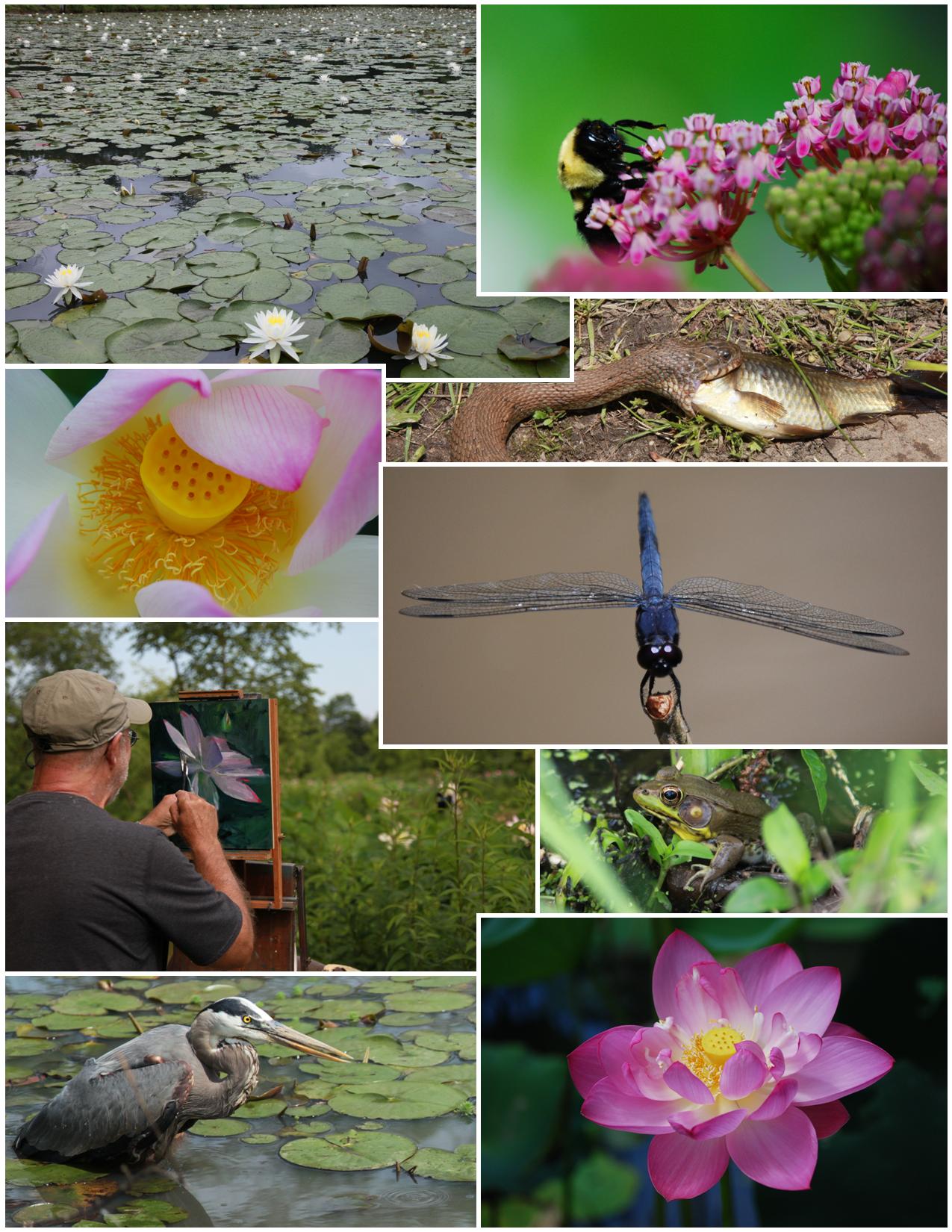 U.S. National Park Service Multimedia Search