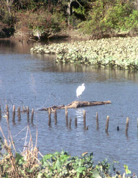 Photo of an egret Photo of an egret