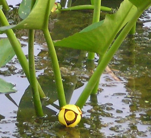 A spring flower of the nuphar, a species older than North America