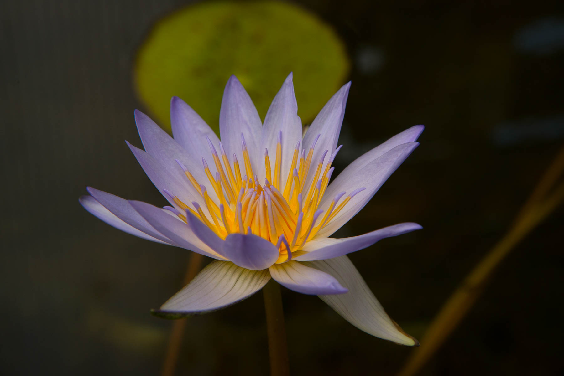 Lotus and Water Lily Festival Kenilworth Park & Aquatic Gardens (U.S