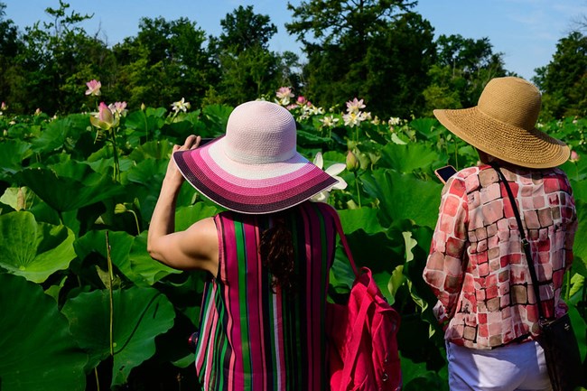 People taking pictures of the lotus flowers