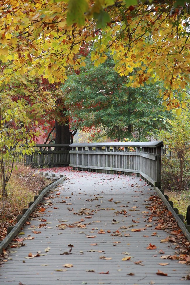 Several trees surrounding the boardwalk with a few fall leaves littering the path.