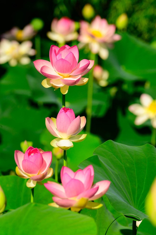 Lotus