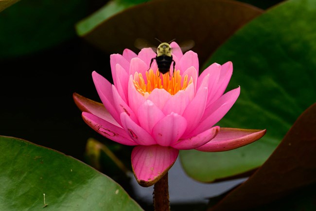 pink water lily with a bee