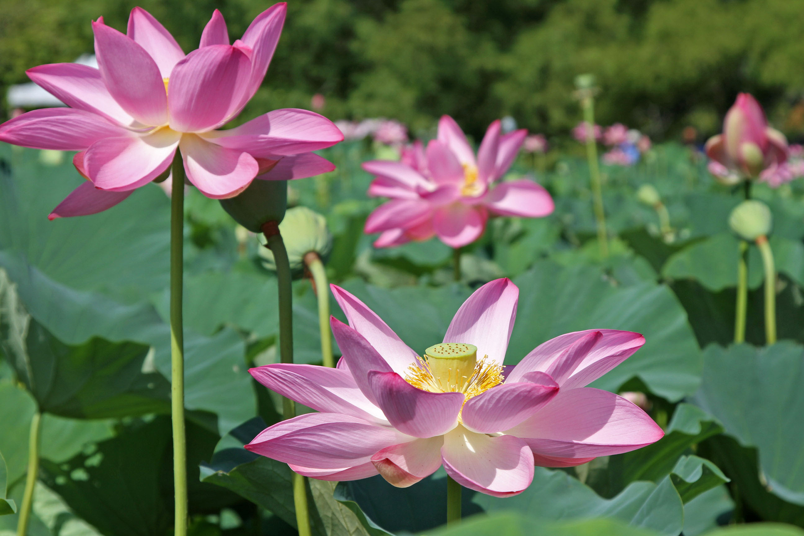 Lotus and Water Lily Festival Kenilworth Park & Aquatic Gardens (U.S