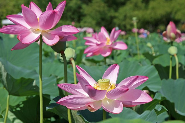 Pink lotus flowers and their large leaves on a sunny day.