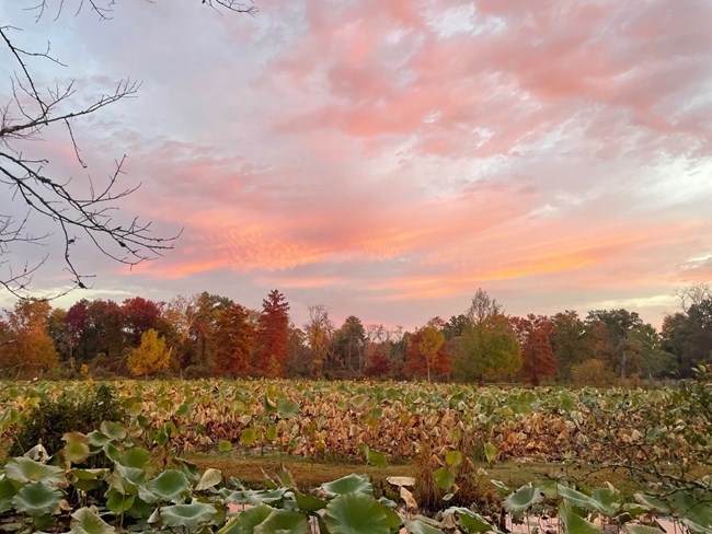 The morning sun lights up the sky and colorful trees