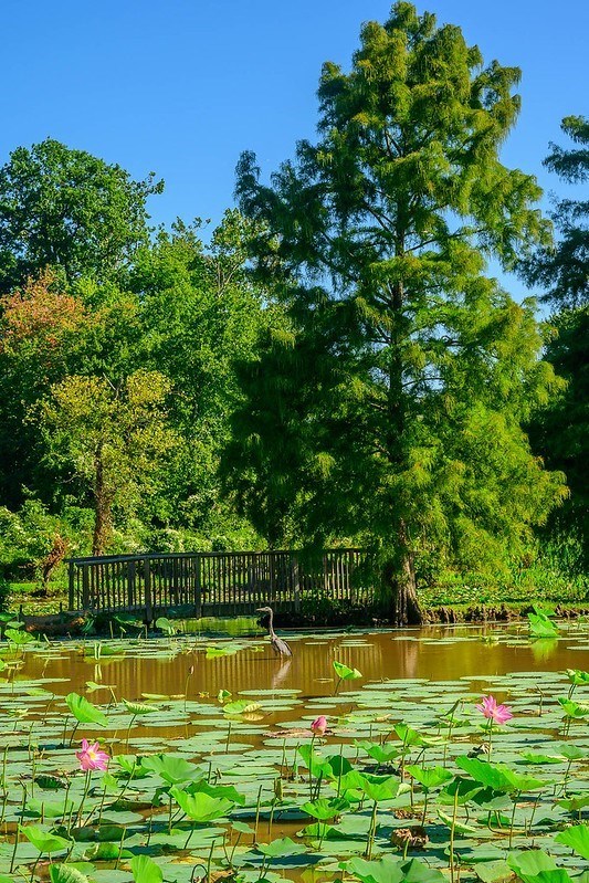 A blue heron in front of the bridge and tree in a lotus pond