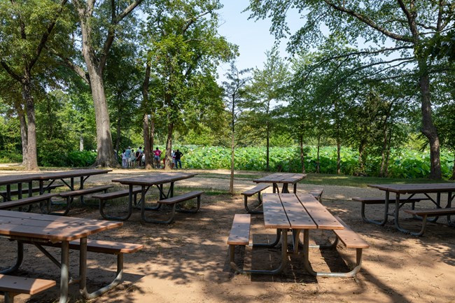 Multiple picnic tables on grass and dirt surrounded by trees.
